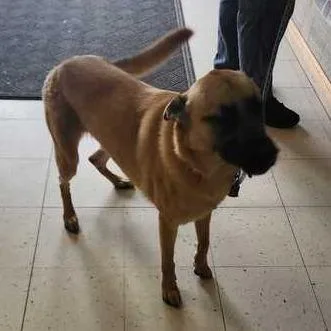 An adult small-sized female Yellow / Tan / Blond / Fawn Mixed Breed dog named Salmon Skin Roll for adoption in Davenport, IA