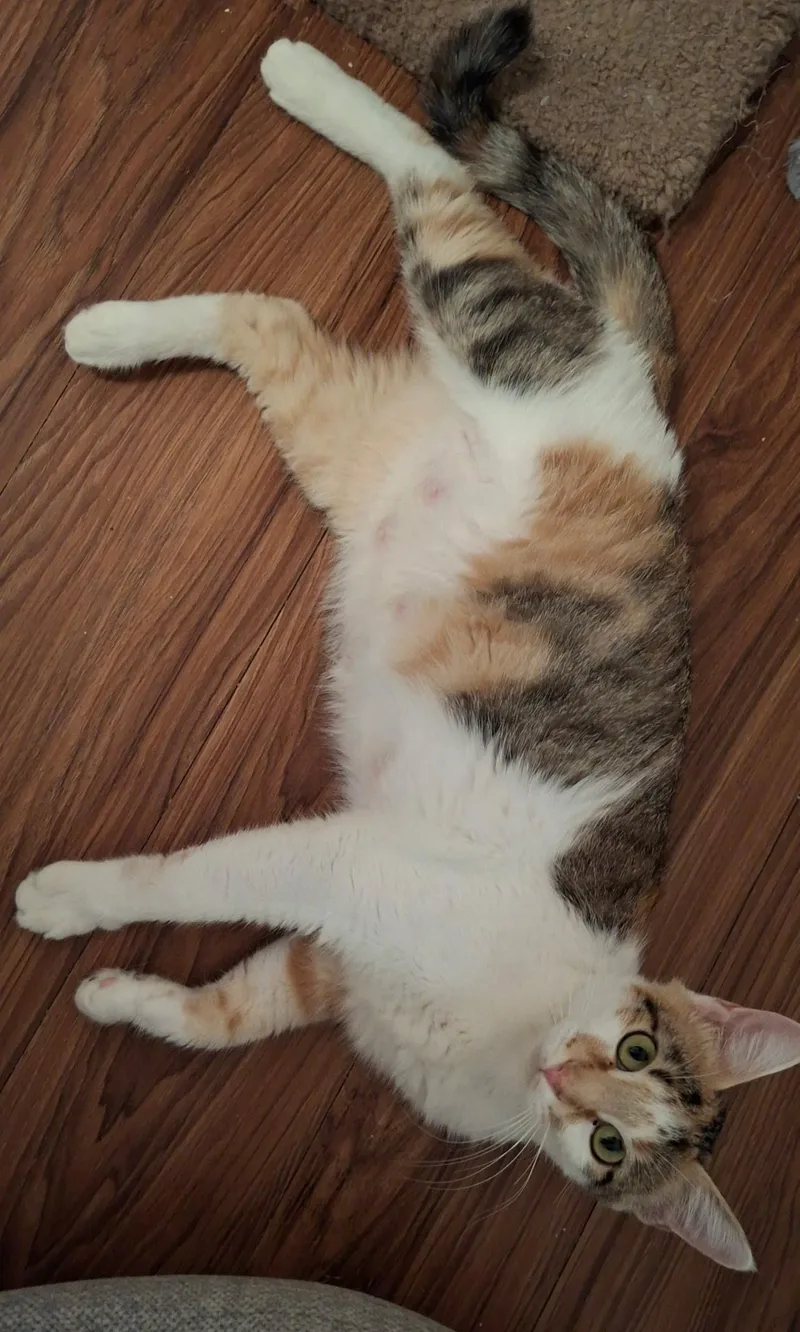 A young large-sized female Calico Domestic Short Hair cat named Magnolia for adoption in Pocatello, ID
