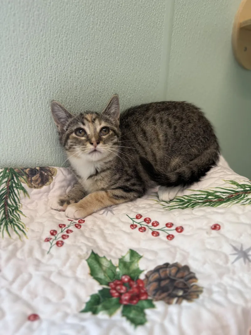 A young medium-sized female Domestic Short Hair cat named Short Stop for adoption in Altoona, PA