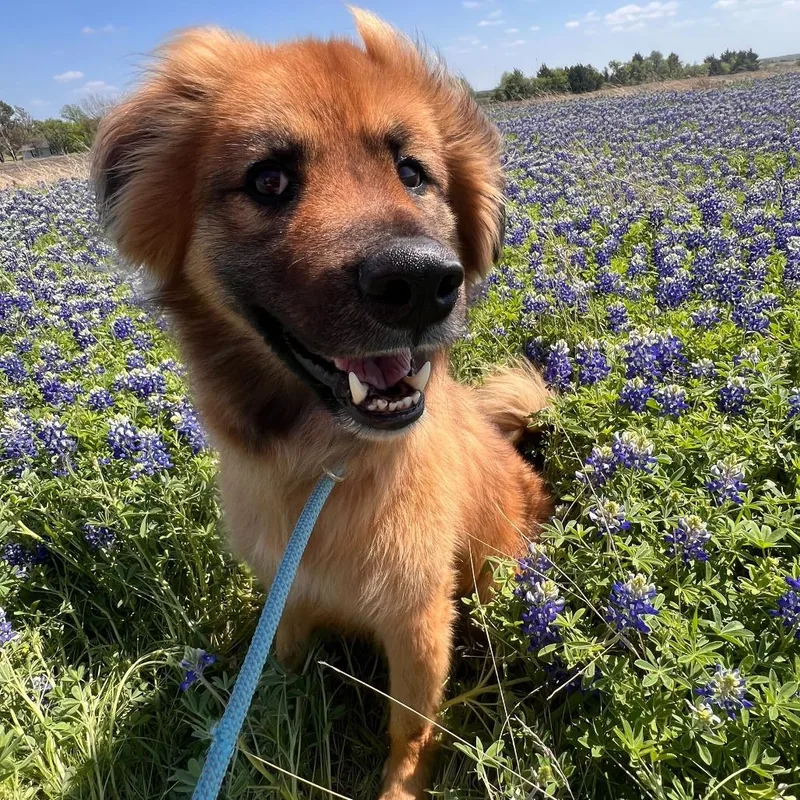 An adult medium-sized male Red / Chestnut / Orange Shepherd dog named Moose for adoption in Brooklyn, NY
