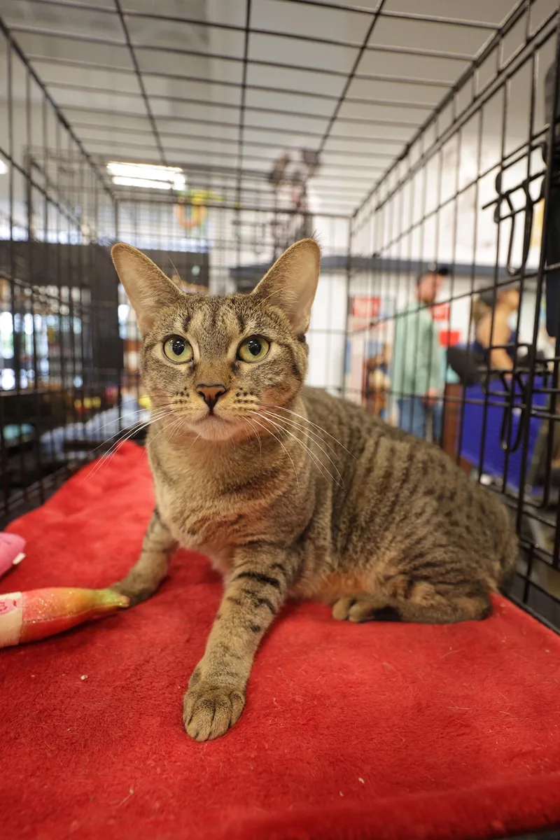 An adult medium-sized female Domestic Short Hair cat named Munchie for adoption in Pompano Beach, FL