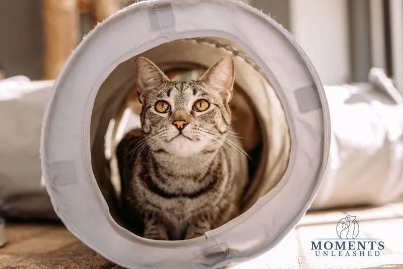 Sugar Spice thumbnail 2