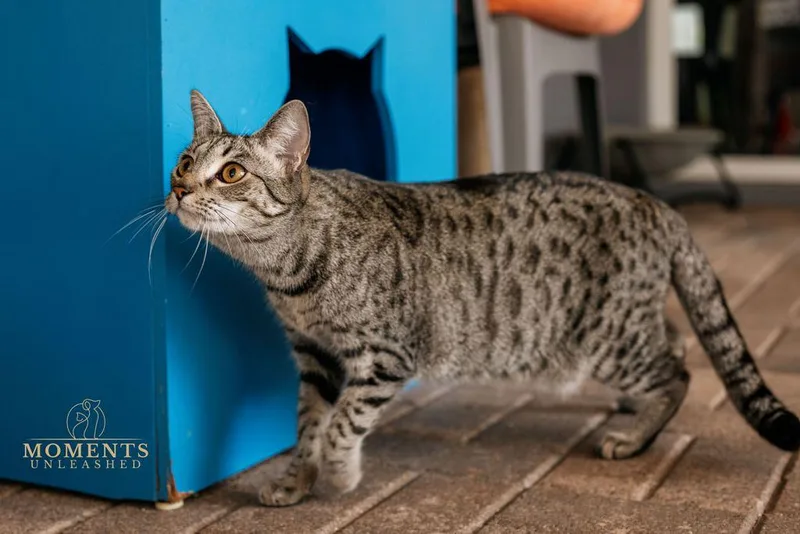 Sugar Spice thumbnail 3