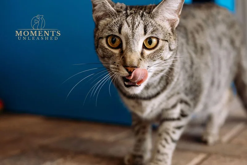 Sugar Spice thumbnail 4