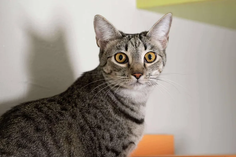 Sugar Spice thumbnail 5