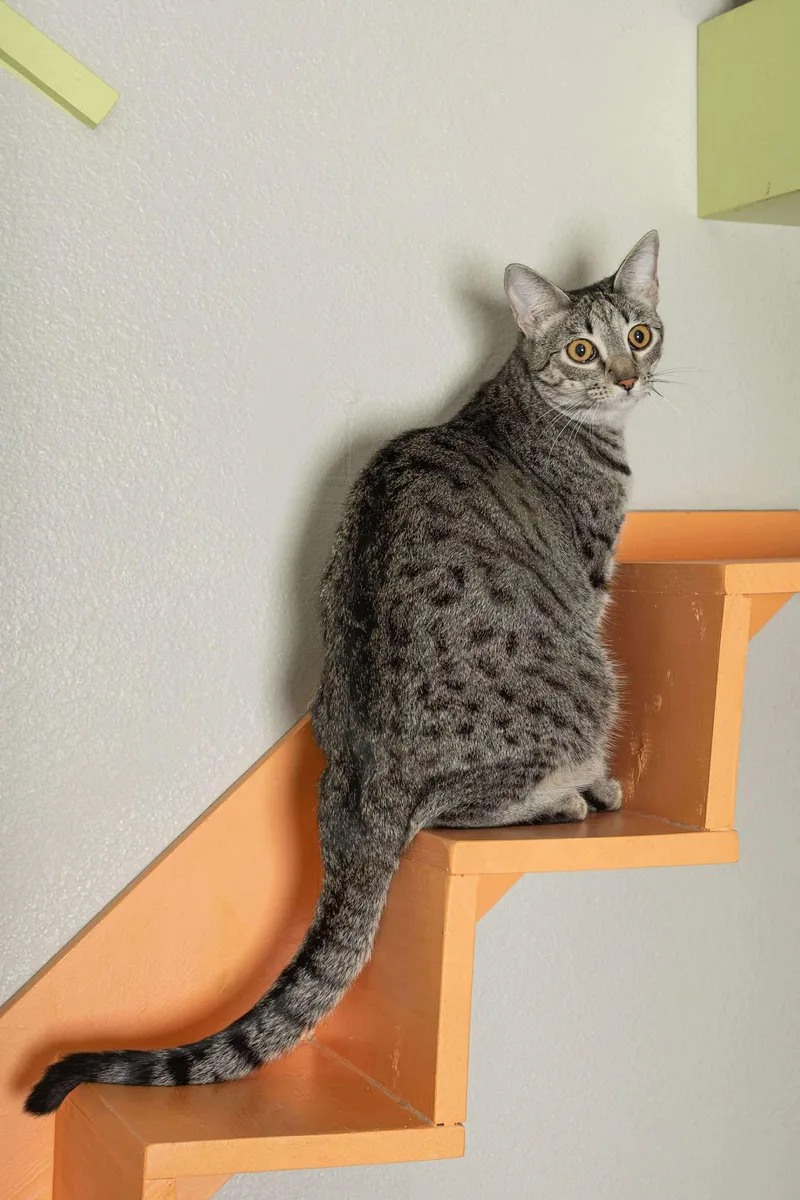 Sugar Spice thumbnail 6