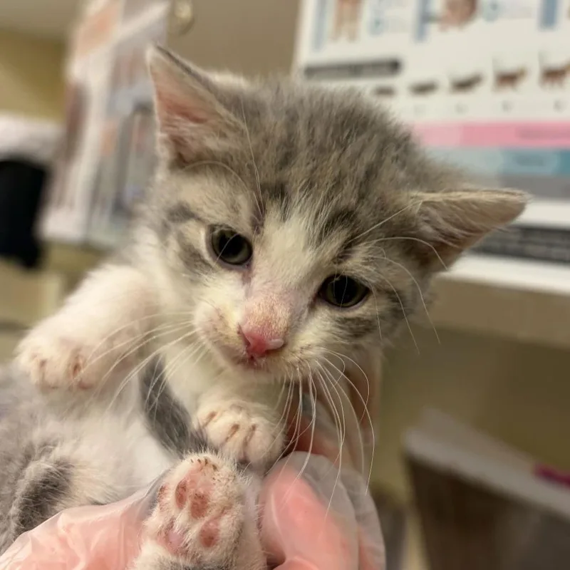 A baby small-sized female Gray / Blue / Silver Domestic Short Hair cat named Gwendy for adoption in Asheville, NC
