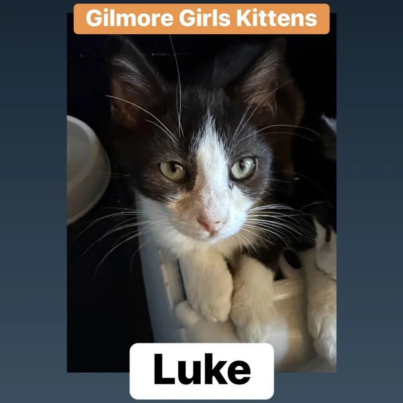A baby medium-sized male Domestic Medium Hair cat named Luke for adoption in Lemoyne, PA