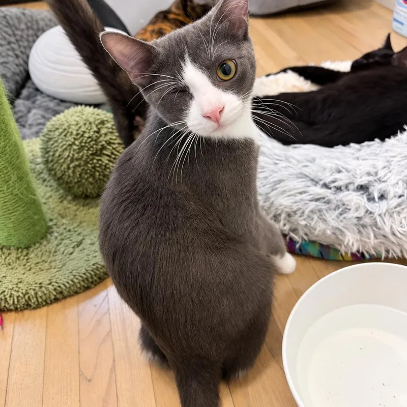 A baby medium-sized male Gray / Blue / Silver Domestic Short Hair cat named Levi for adoption in Moriches, NY