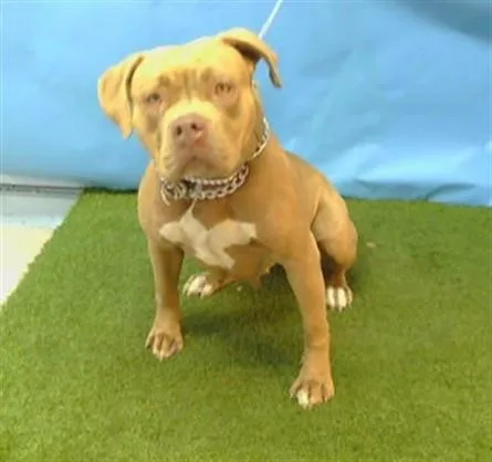 A young large-sized female Pit Bull Terrier dog named Maris for adoption in Downey, CA
