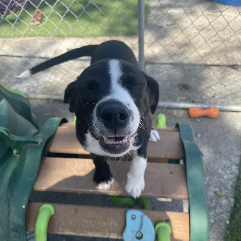 Sunny Songbird thumbnail 2