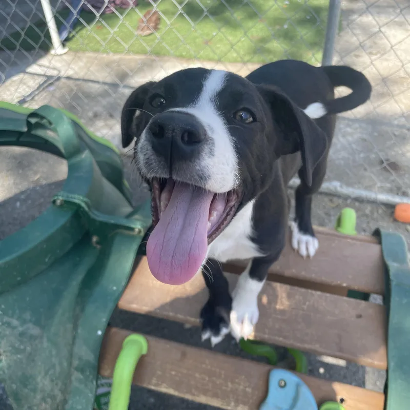 Sunny Songbird thumbnail 3