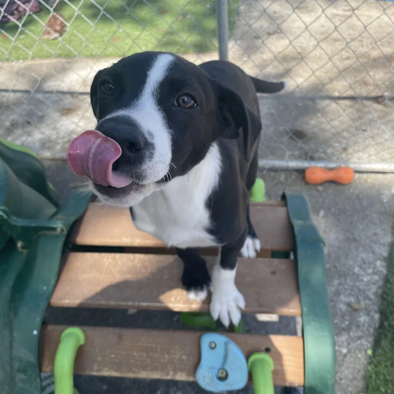 Sunny Songbird thumbnail 4