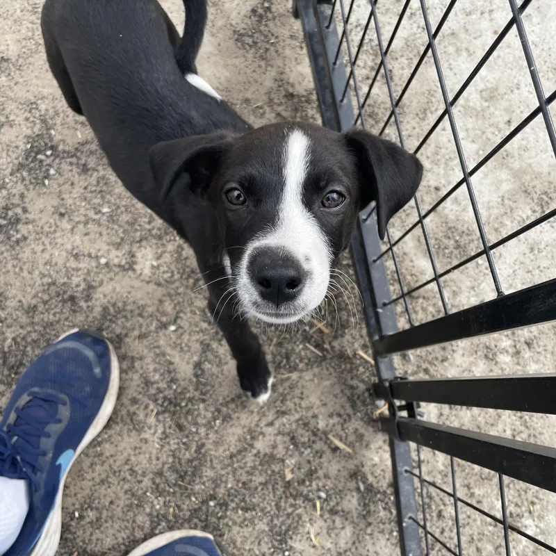 Sunny Songbird thumbnail 5