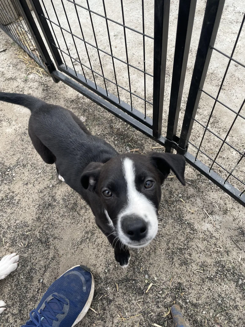 Sunny Songbird thumbnail 6