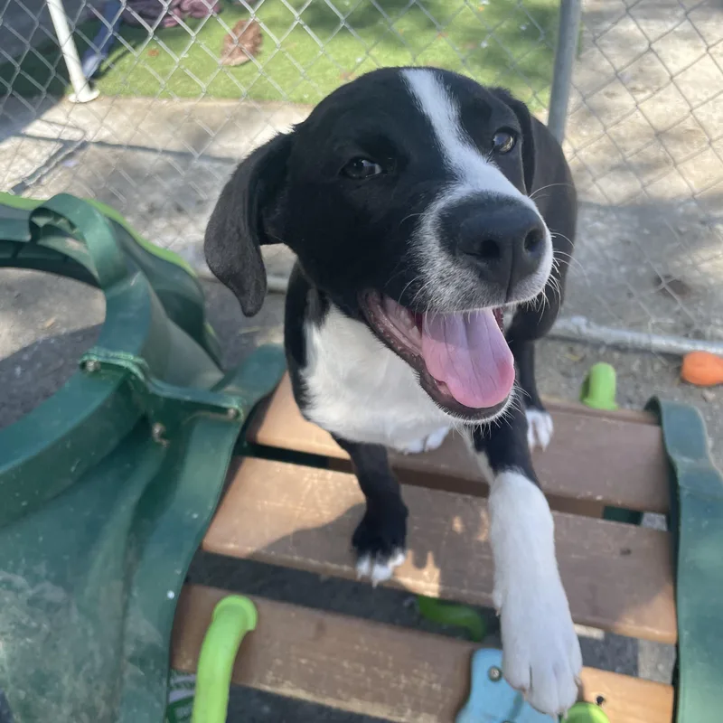 A baby medium-sized female Black Border Collie dog named Sunny Songbird for adoption in Andover, MA
