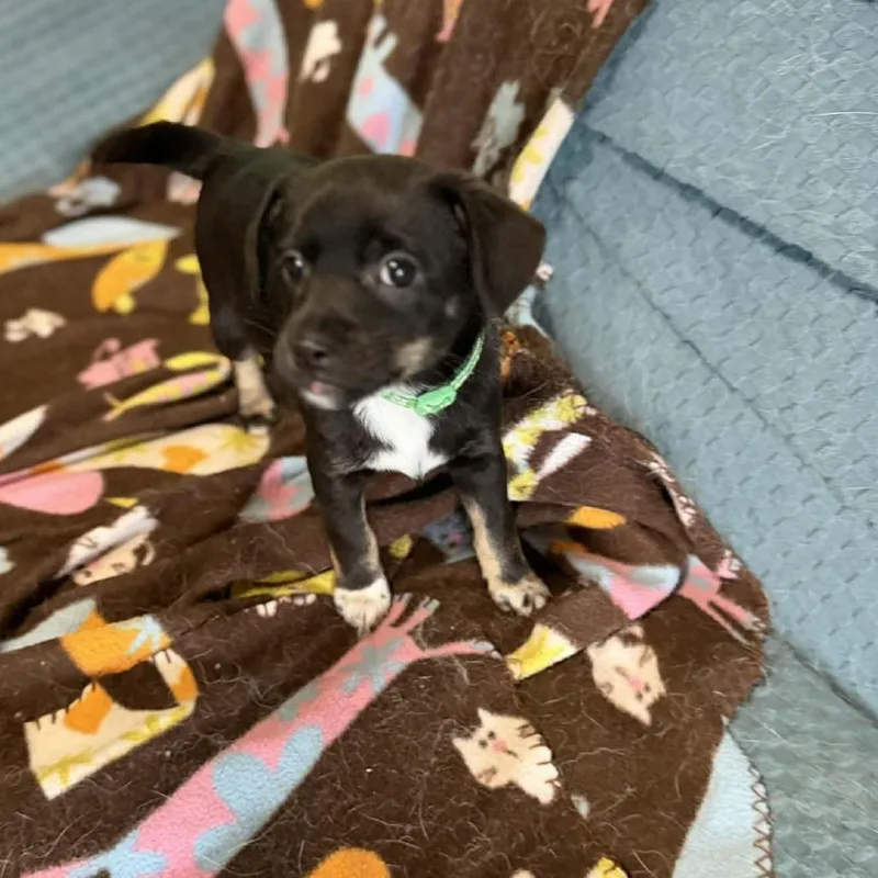 Sullivan D Arriving thumbnail 3