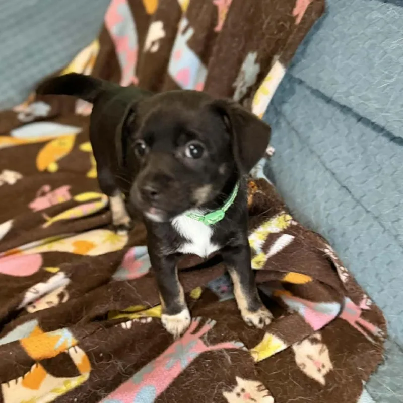 Sullivan D Arriving thumbnail 4