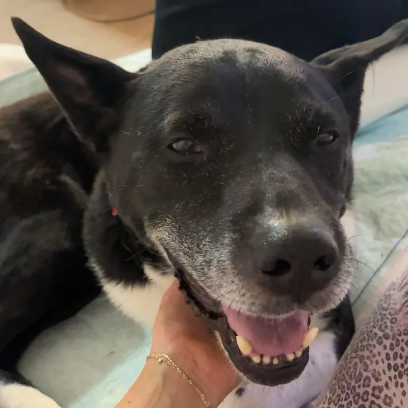 A senior large-sized male Akita dog named Spice for adoption in Stamford, CT