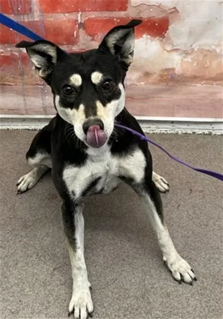 An adult medium-sized female German Shepherd Dog dog named Sugar Plum for adoption in San Bernardino, CA