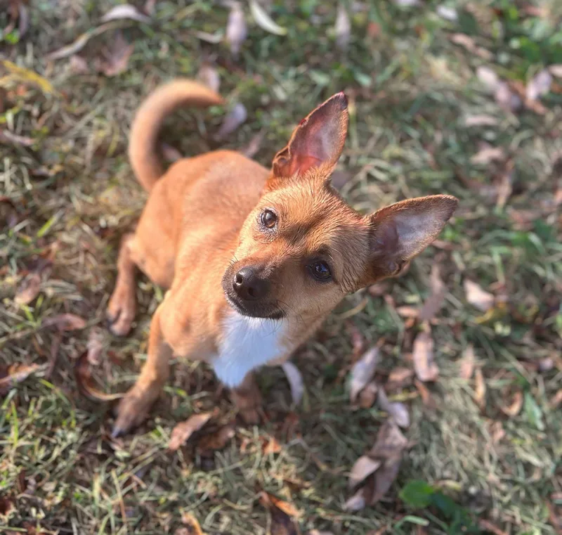 A young small-sized male Chihuahua dog named Todd for adoption in De Pere, WI