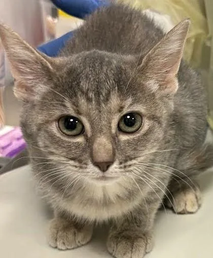 A baby small-sized female Domestic Short Hair cat named Patty Bouvier for adoption in Washington, DC