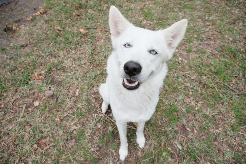 A young medium-sized female White / Cream Husky dog named Sasha for adoption in Houston, TX