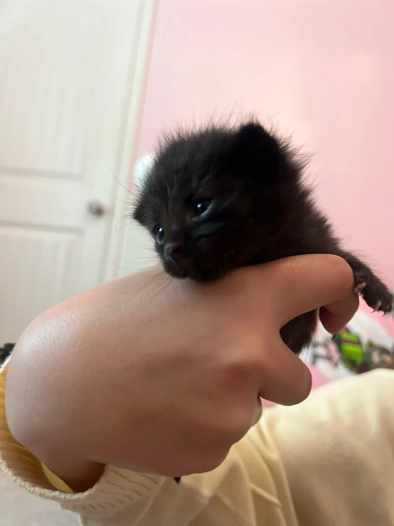 A baby medium-sized male Black Domestic Short Hair cat named Giuseppe for adoption in Belton, MO