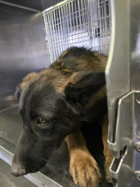 An adult large-sized male German Shepherd Dog dog named Heisenberg for adoption in Los Angeles, CA