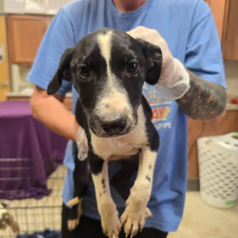 A baby small-sized female Black Australian Shepherd dog named Rosie Love U for adoption in Tupelo, MS
