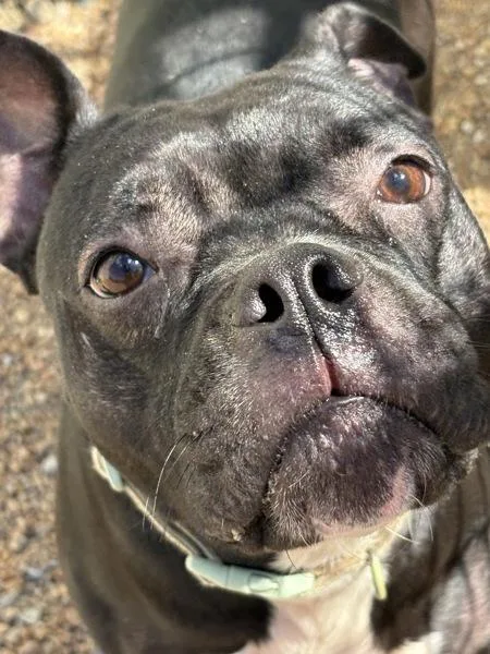 An adult medium-sized female Pit Bull Terrier dog named Froggy for adoption in Virginia Beach, VA