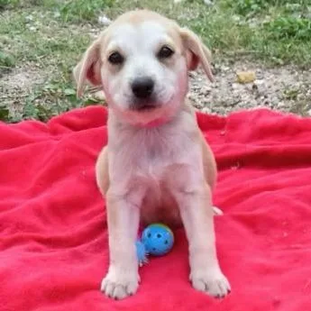 A baby medium-sized female Yellow / Tan / Blond / Fawn Labrador Retriever dog named Mira for adoption in Oceanside, NY