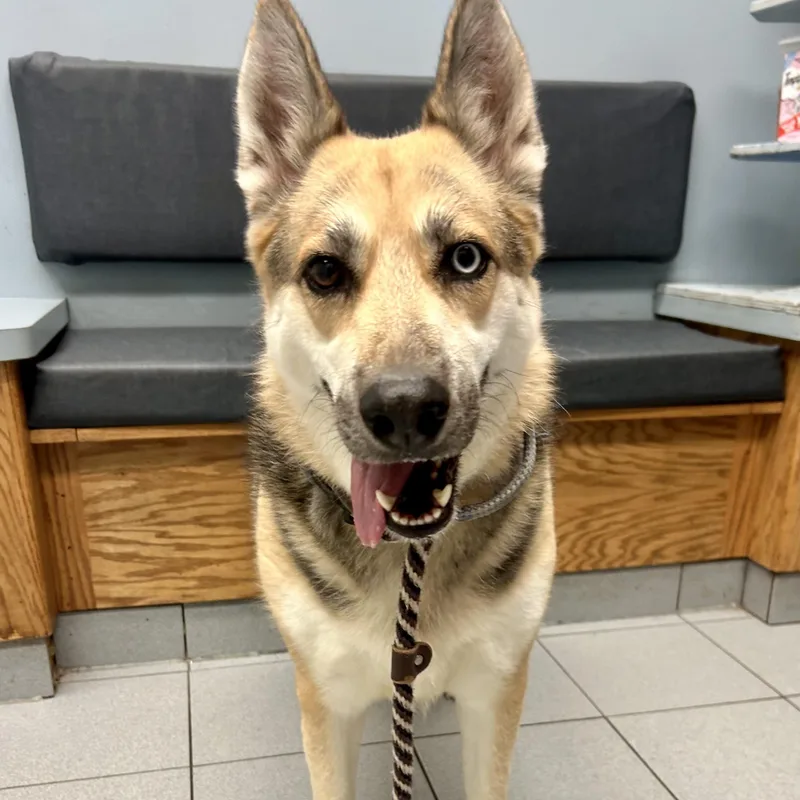 An adult medium-sized female Yellow / Tan / Blond / Fawn German Shepherd Dog dog named Quinn for adoption in Buffalo, NY