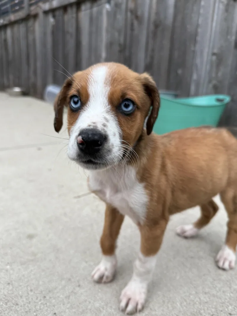 A baby medium-sized male Mixed Breed dog named Willy for adoption in Hillside, IL