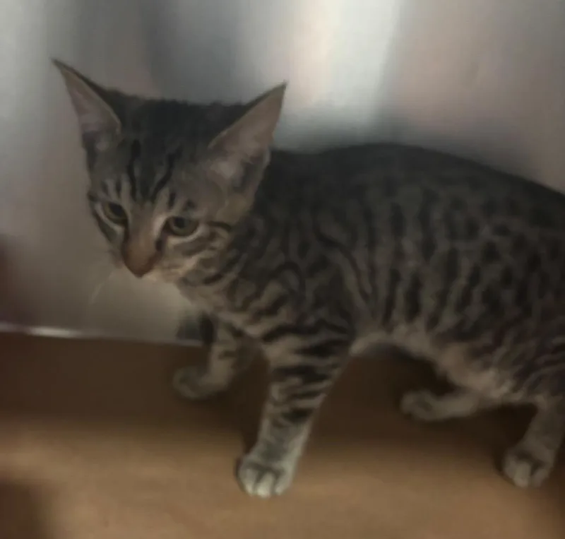 A baby large-sized female Domestic Short Hair cat named Shredder for adoption in Cartersville , GA