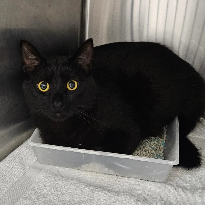 A young large-sized male Domestic Medium Hair cat named Chico for adoption in Oneonta, NY