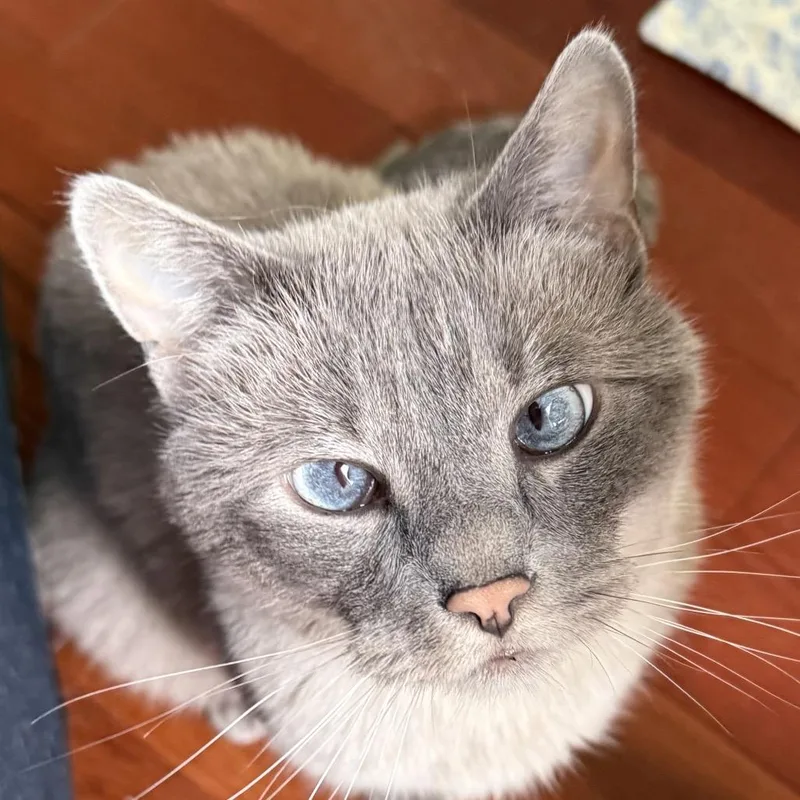 An adult small-sized male Gray / Blue / Silver Siamese cat named Fortune Rockbridge for adoption in Merrifield, VA