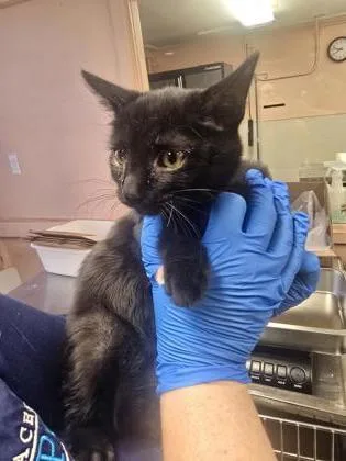 A young small-sized female Domestic Short Hair cat named Cindy for adoption in Roseville, CA