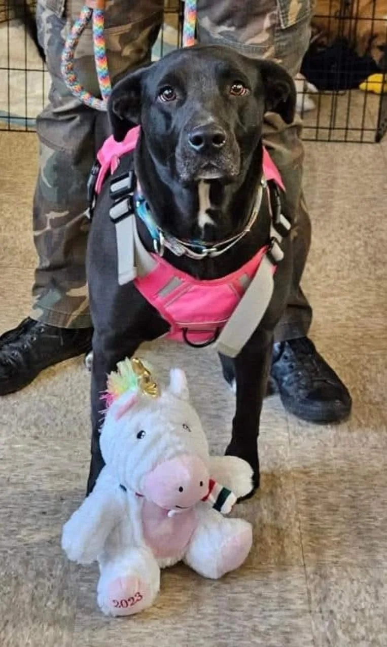An adult large-sized female Black Labrador Retriever dog named Raven for adoption in Selma, CA