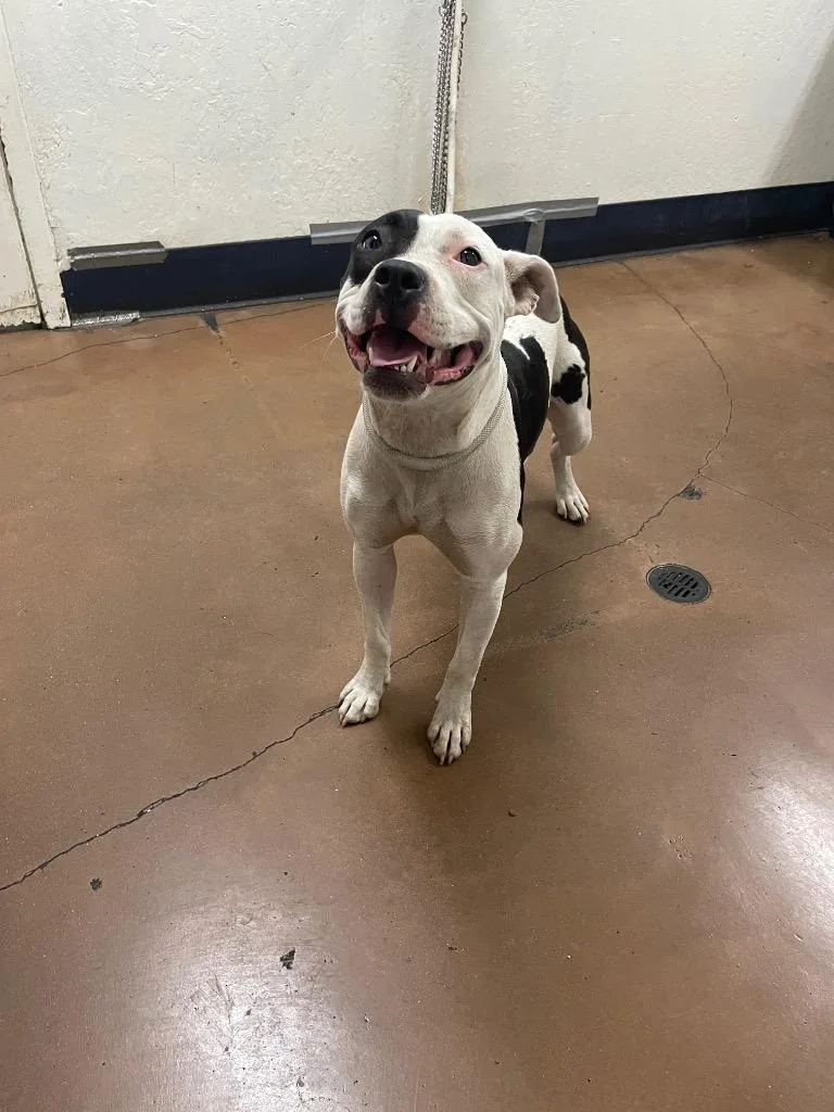A baby medium-sized female Pit Bull Terrier dog named Olive for adoption in Chico, CA