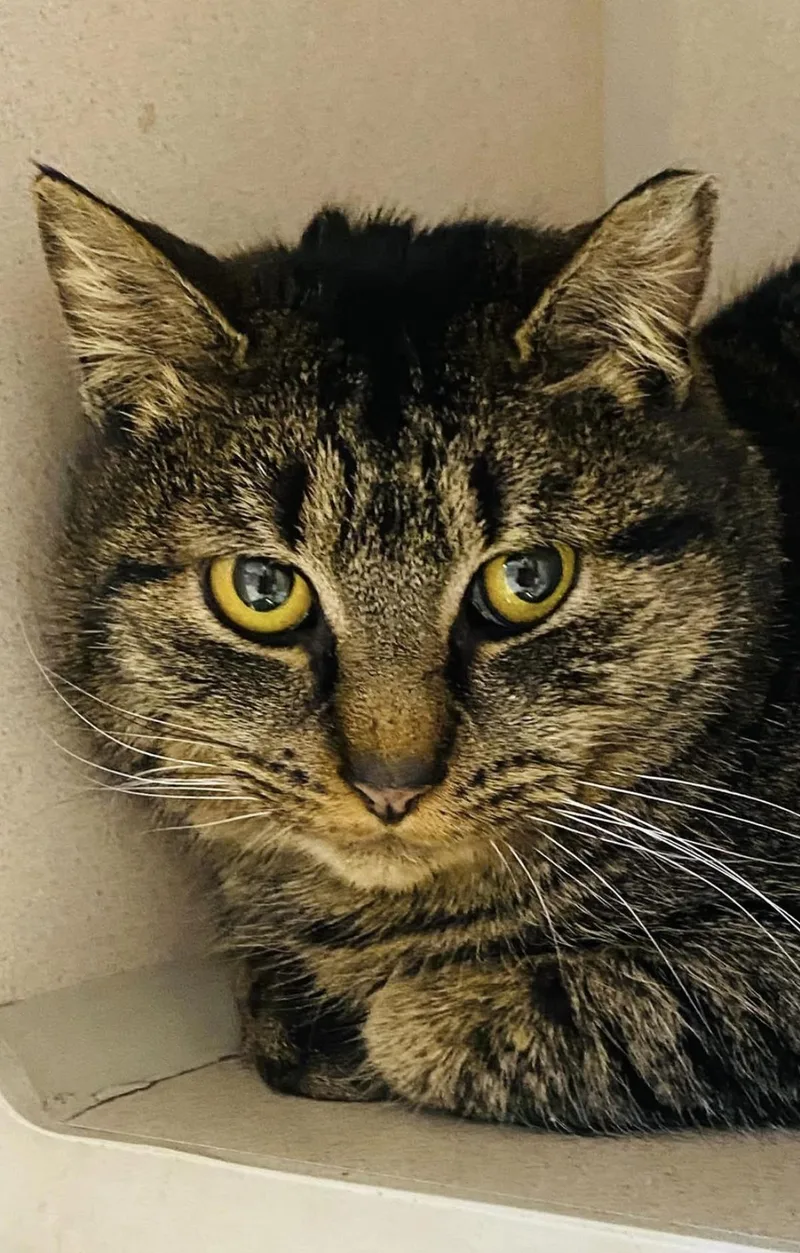 An adult small-sized female Domestic Short Hair cat named Chalupa for adoption in Beacon, NY