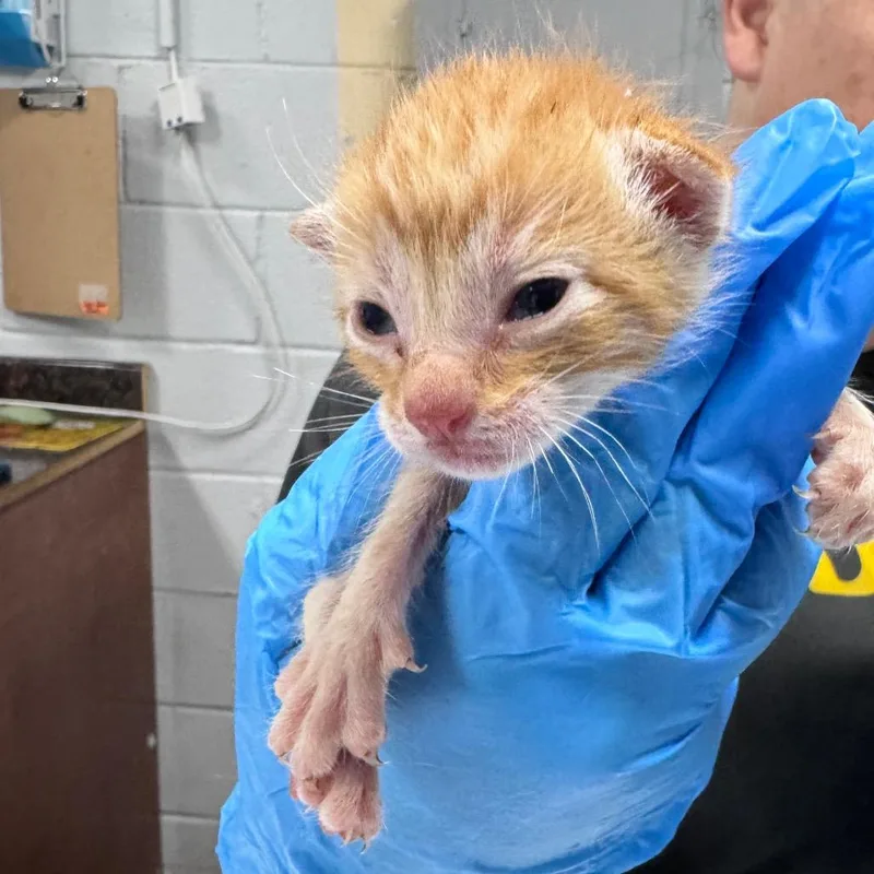 A baby small-sized male Orange / Red Domestic Short Hair cat named Flounce for adoption in Summerville, SC