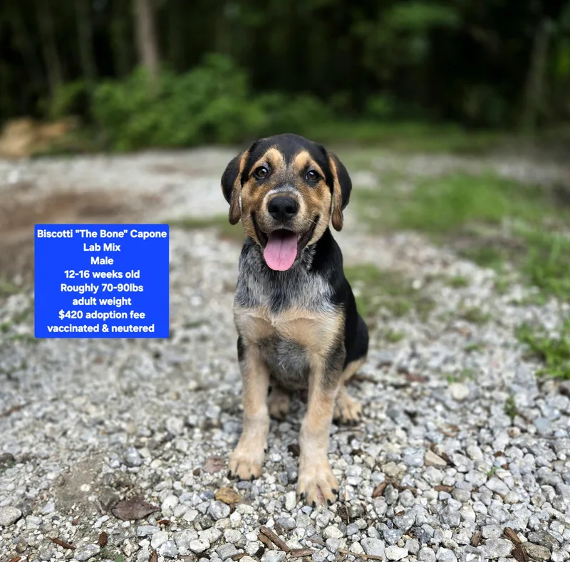 A baby large-sized male Labrador Retriever dog named Biscotti "The Bone" Capone for adoption in Oviedo, FL