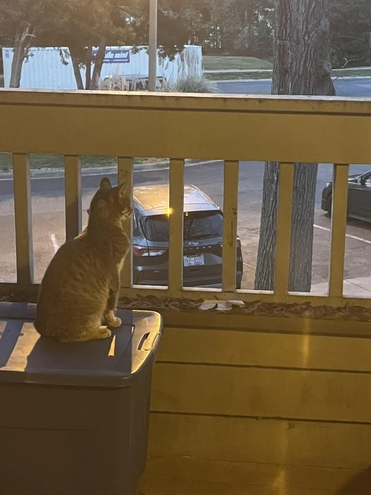 An adult large-sized male Domestic Short Hair cat named Sirius Vandergriff for adoption in Salisbury, NC