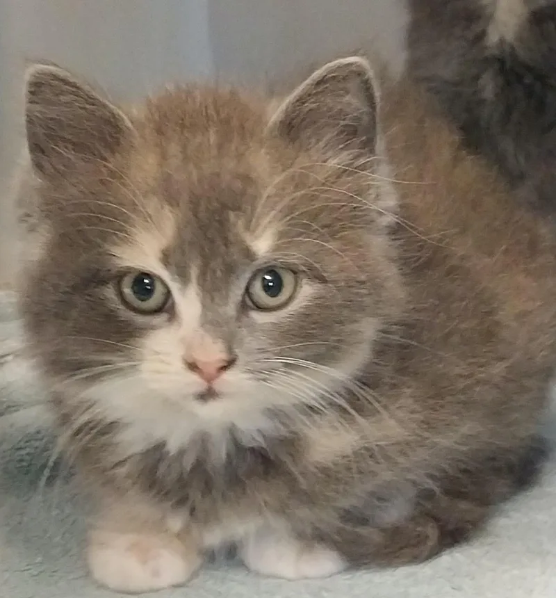 A young small-sized female Dilute Tortoiseshell cat named Gwen for adoption in Washburn, WI