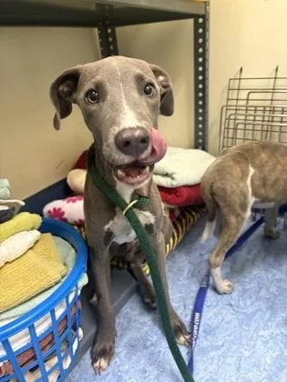 A baby medium-sized male Gray / Blue / Silver Mixed Breed dog named Polo for adoption in Charleston, SC