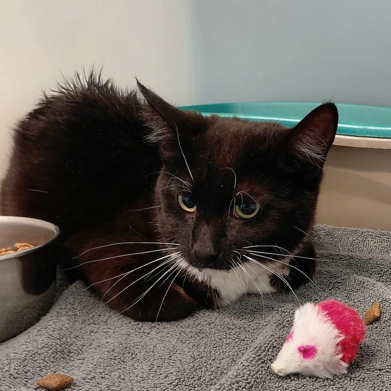 An adult medium-sized female Black Domestic Short Hair cat named Mulan for adoption in Gloucester, VA