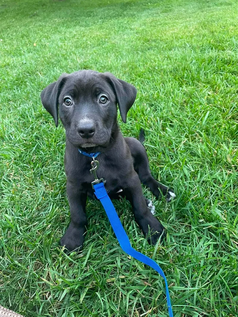 Harvey