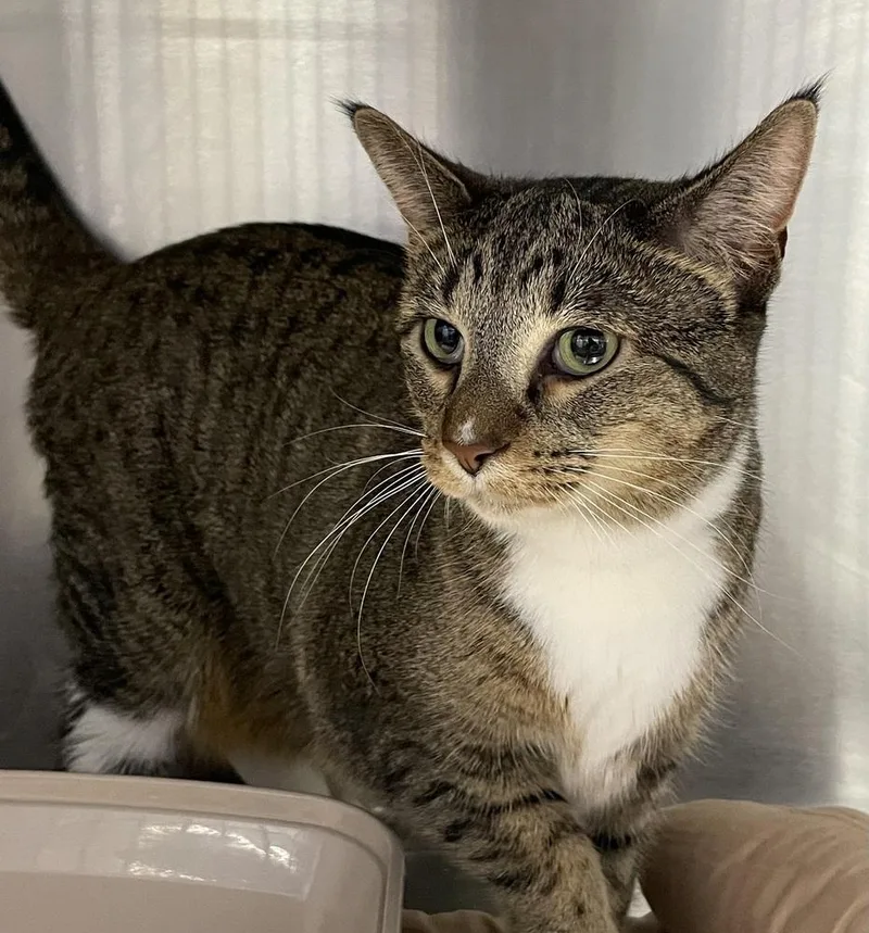An adult large-sized female Domestic Short Hair cat named Duckie for adoption in Ferndale, MI