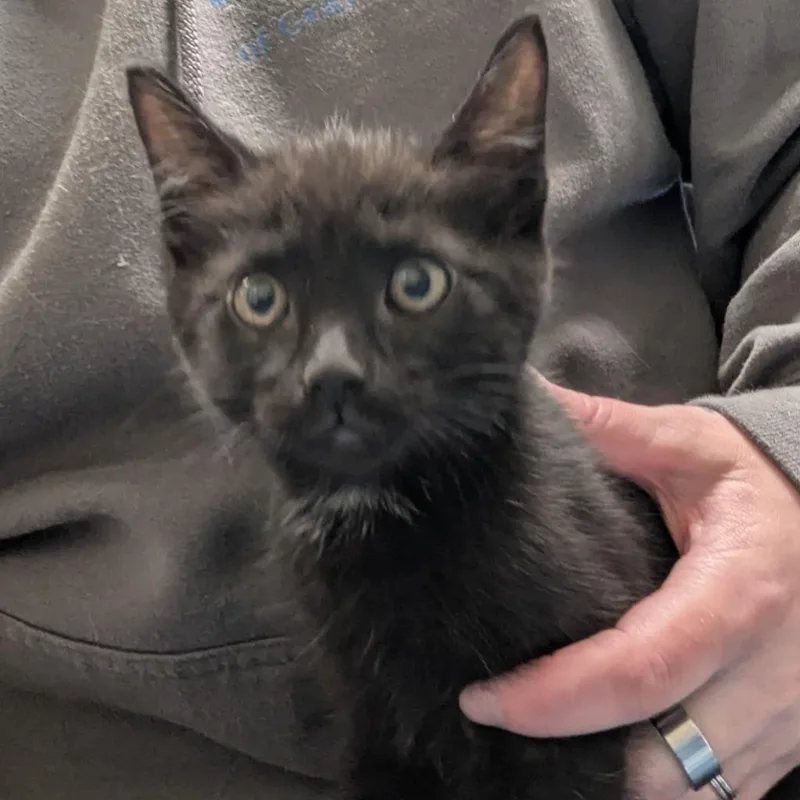 A baby medium-sized female Domestic Short Hair cat named Coral for adoption in Aberdeen, WA